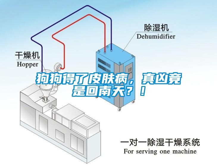 狗狗得了皮膚病，真兇竟是回南天？！