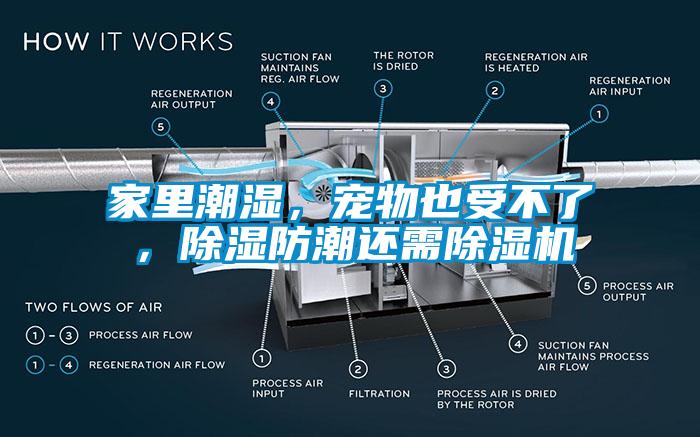 家里潮濕，寵物也受不了，除濕防潮還需除濕機